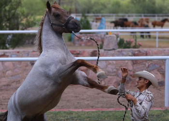 El criadero militar donde se dejan las armas para preservar al bisonte y crear una nueva raza de caballos