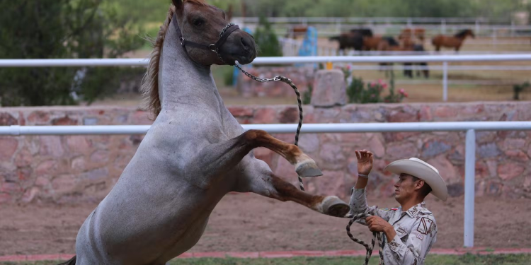 El criadero militar donde se dejan las armas para preservar al bisonte y crear una nueva raza de caballos