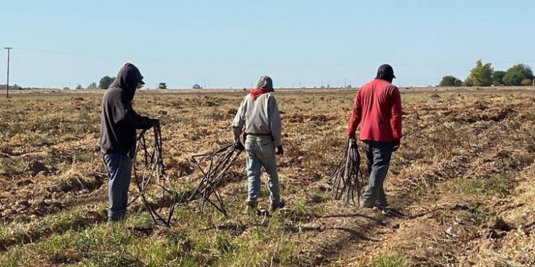 El trigo en declive: la crisis de un grano simbólico del valle de San Luis Río Colorado