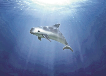 Día de la Vaquita Marina 2024: a un tris de la extinción