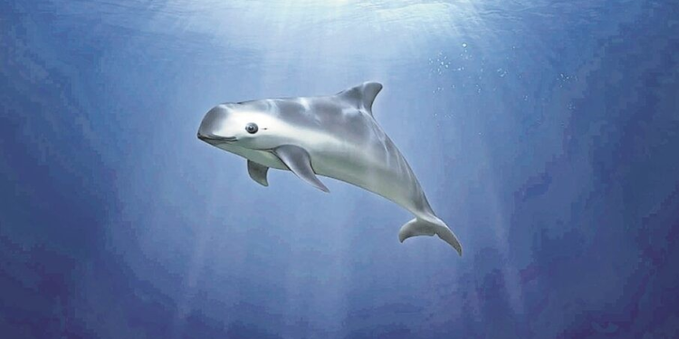 Día de la Vaquita Marina 2024: a un tris de la extinción