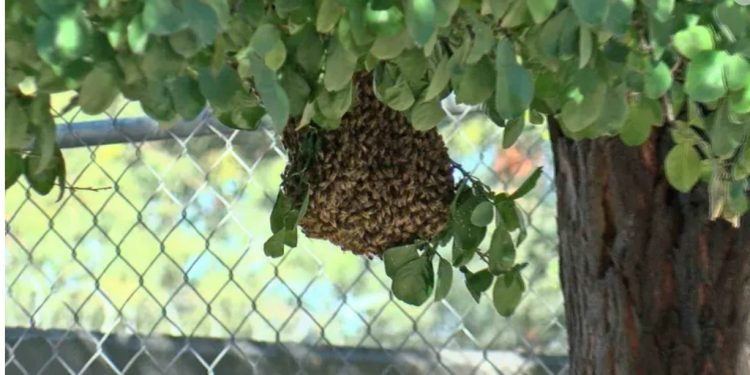 Ataque de Abejas Deja a Varias Personas Lesionadas y Dos Perritos Muertos