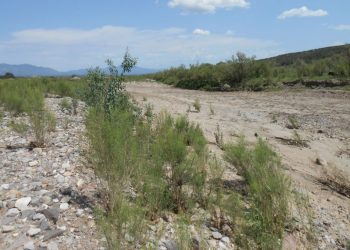La escasez de agua en el noroeste de Sonora afecta todo: ganaderos y agricultores se niegan a perder siembras y animales
