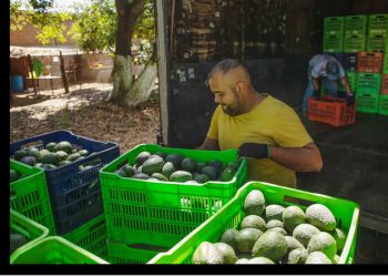 Estados Unidos cede la inspección de los huertos de aguacate a las autoridades mexicanas ante la escalada de violencia en el país