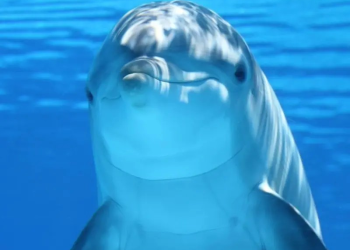 ¿Ya no les caemos bien a los delfines? Aumentan los ataques a turistas