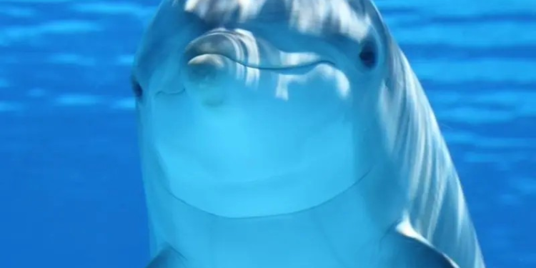 ¿Ya no les caemos bien a los delfines? Aumentan los ataques a turistas