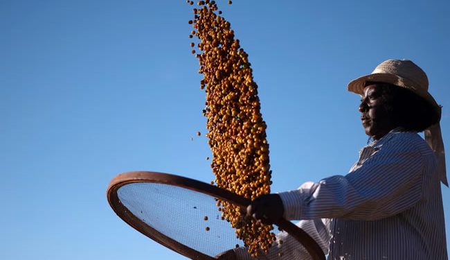 El café se pone por las nubes: estas son las razones de la subida del precio