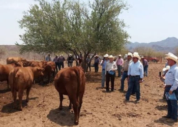 “Ya hay tranquilidad y resultados en zonas ganaderas”, segura líder de la UGRS Juan Ochoa Valenzuela