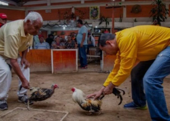 ‘En defensa de nuestras tradiciones’: marcharán para exigir peleas de gallos legales