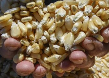 Contaminado con transgénicos, 25% del maíz para consumo humano: Conahcyt