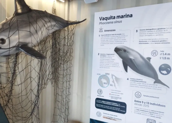 Qué acciones realiza México para proteger y conservar vaquita marina y pez totoaba