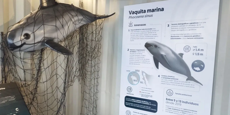 Qué acciones realiza México para proteger y conservar vaquita marina y pez totoaba