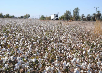 ¿Algodón transgénico? Productores de Sonora evalúan su cultivo para lidiar con las plagas