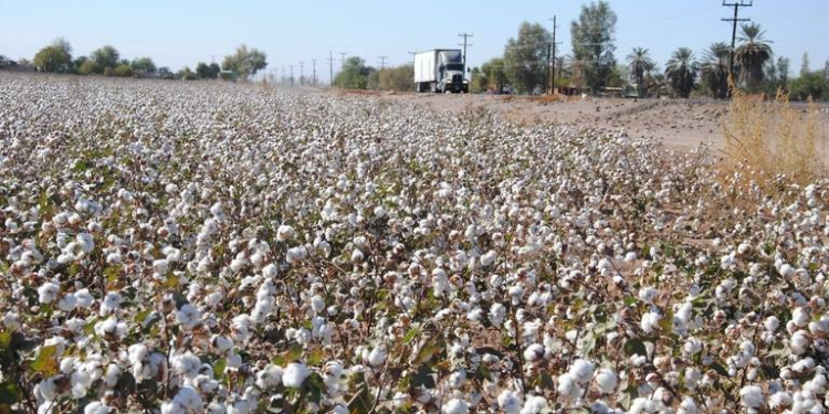 ¿Algodón transgénico? Productores de Sonora evalúan su cultivo para lidiar con las plagas