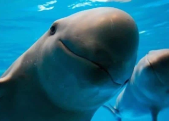 Semar: Tecnología en protección de vaquita marina