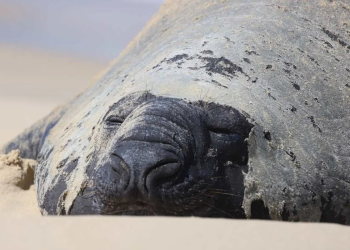 Panchito Cortés regresa al mar y deja importantes aprendizajes de conservación en Baja California