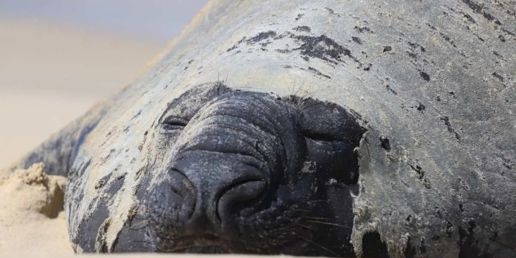 Panchito Cortés regresa al mar y deja importantes aprendizajes de conservación en Baja California