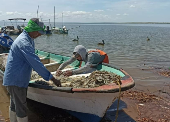 Hasta el 02 de octubre levantarán veda del camarón en Sinaloa y Sonora, acuerdan Conapesca y pescadores