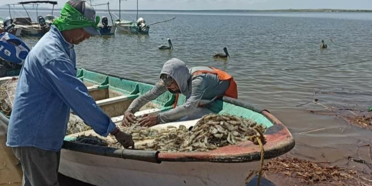 Hasta el 02 de octubre levantarán veda del camarón en Sinaloa y Sonora, acuerdan Conapesca y pescadores
