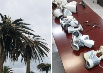 Grupos Criminales Instalan Cámaras en Palmeras para Hacer “Halconeo” en Sonora