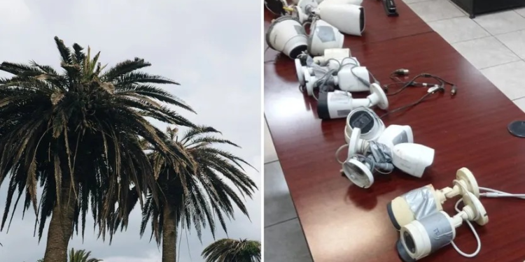 Grupos Criminales Instalan Cámaras en Palmeras para Hacer “Halconeo” en Sonora