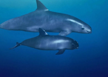 Vaquita marina, la más pequeña de las marsopas, y de todos los cetáceos
