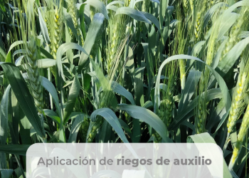 Requerimientos hídricos del cultivo de trigo en el sur de Sonora