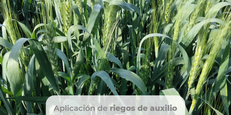 Requerimientos hídricos del cultivo de trigo en el sur de Sonora