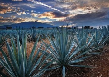 China: crece el gusto por el tequila; en una década se triplicó la exportación