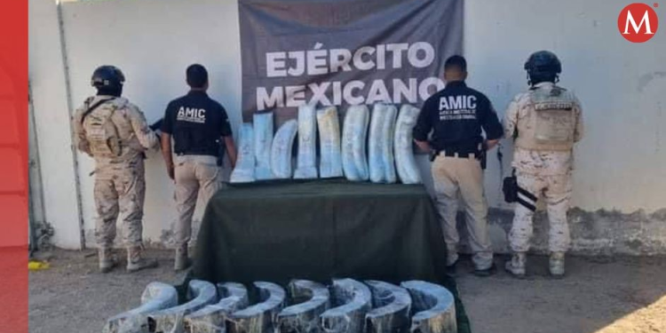 Aseguran casi medio millón de pastillas de fentanilo en SLRC