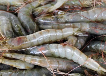 Sonora es el mayor productor de camarón de granja con ganancias millonarias