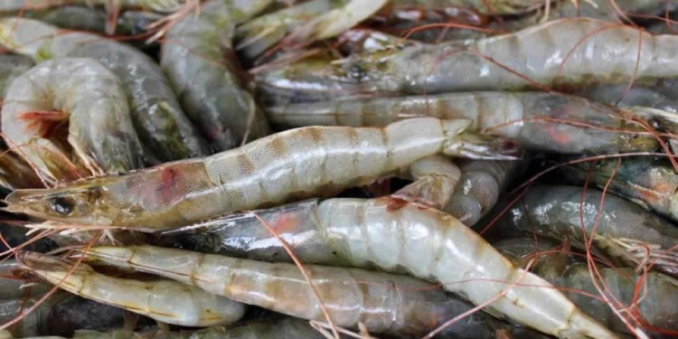 Sonora es el mayor productor de camarón de granja con ganancias millonarias