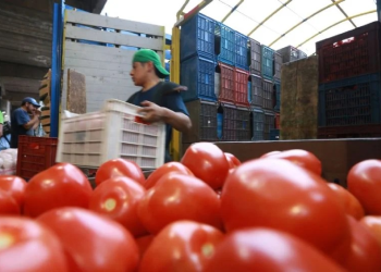 Guanajuato aplica el ¡quítate que ahí te voy! Tomateros suplen producción de Sonora y Sinaloa