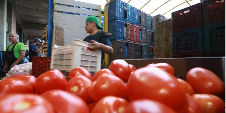 Guanajuato aplica el ¡quítate que ahí te voy! Tomateros suplen producción de Sonora y Sinaloa