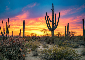 El desierto de cactus gigantes de México donde ver el «cometa del siglo»