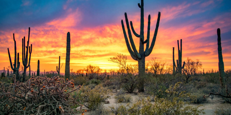 El desierto de cactus gigantes de México donde ver el «cometa del siglo»