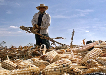 Gruma y CIMMYT capacitan a técnicos agrícolas para promover la agricultura regenerativa en Sonora y Sinaloa