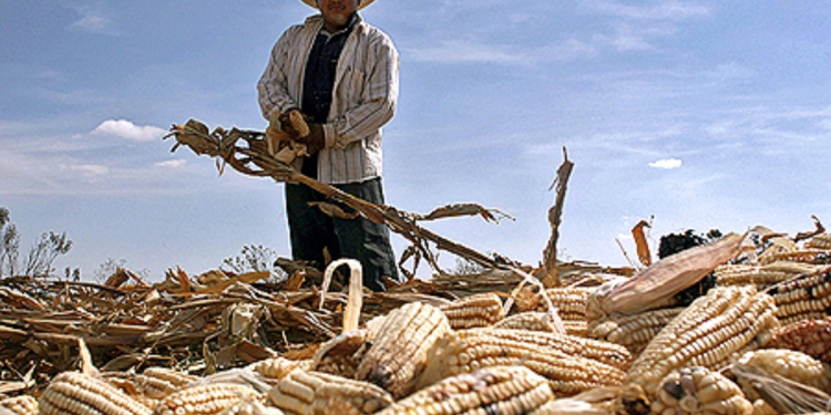 Gruma y CIMMYT capacitan a técnicos agrícolas para promover la agricultura regenerativa en Sonora y Sinaloa