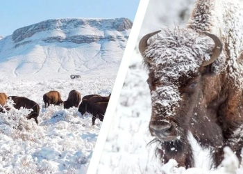 Disfruta de bisontes gigantes en medio de paisajes nevados sin salir de México