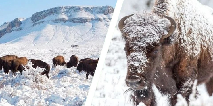 Disfruta de bisontes gigantes en medio de paisajes nevados sin salir de México