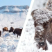 Disfruta de bisontes gigantes en medio de paisajes nevados sin salir de México