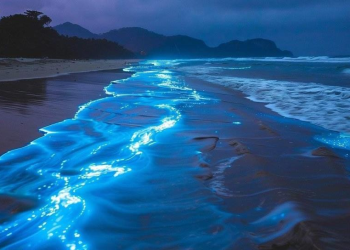 Estas playas de Sonora son ideales para ver la bioluminiscencia, un hermoso espectáculo visual