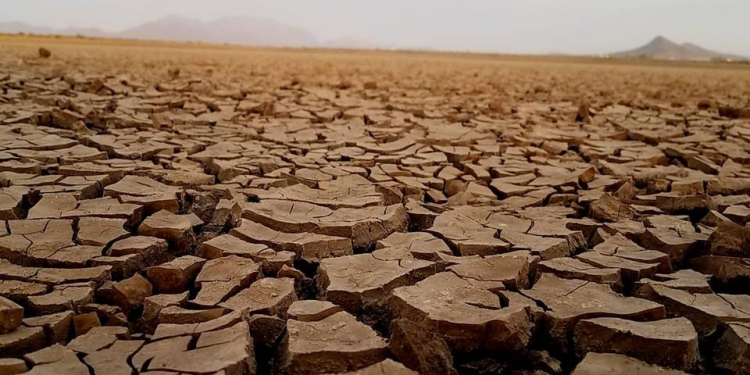 Por sequía, Sonora dejará de producir 1 millón de toneladas de trigo