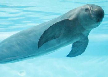 Negligencia provocará la extinción de la vaquita marina