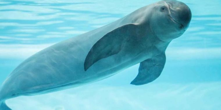 Negligencia provocará la extinción de la vaquita marina