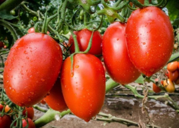 Sinaloa, Michoacán, San Luis Potosí, Baja California Sur y Sonora en el Top 5 de Estados con Mayor Producción de Siembra de Tomate en el País
