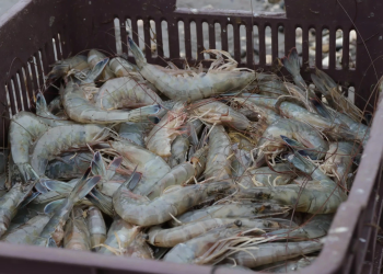 Temporada de Camarón decepciona en Sinaloa y Sonora capturas y tamaños por debajo de lo esperado