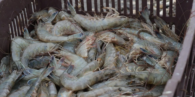 Temporada de Camarón decepciona en Sinaloa y Sonora capturas y tamaños por debajo de lo esperado