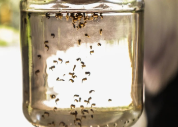 Suma el estado de Sonora 115 casos de dengue; zona sur la mas afectada