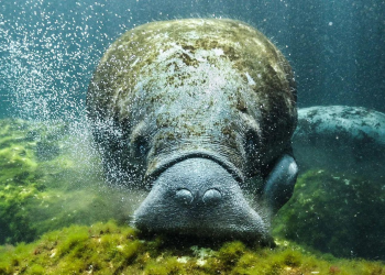 Los océanos, clave para la seguridad alimentaria en México